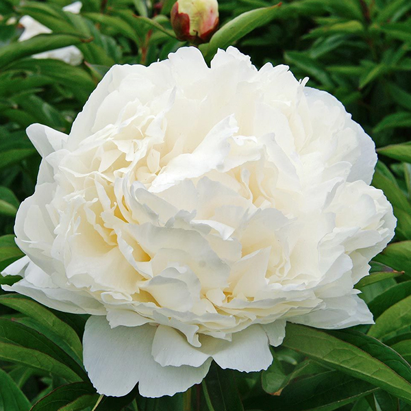 Пион (Paeonia) Double White