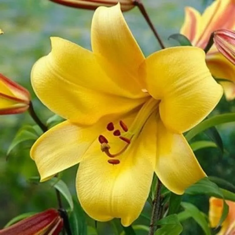 Трубчатая лилия Golden Splendour