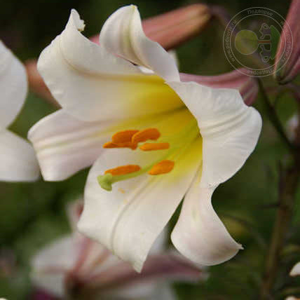 Трубчатая лилия Regale